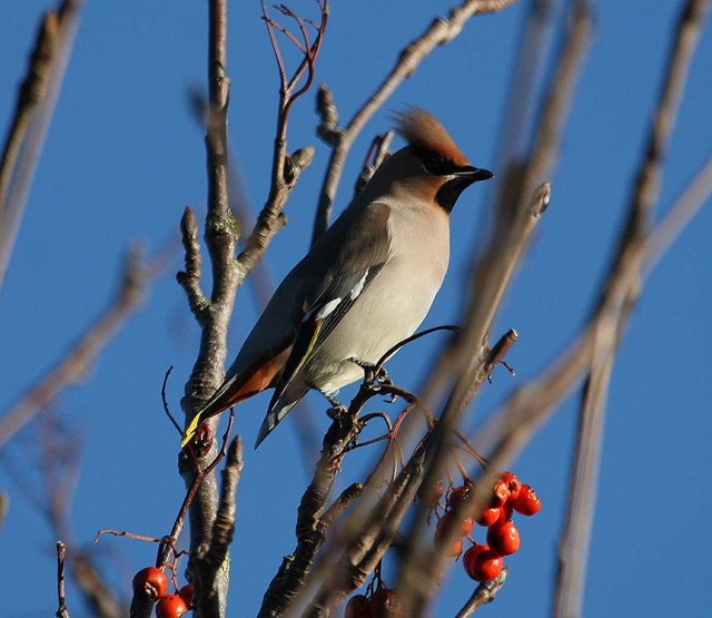 aw IMG_4087 waxwing 12